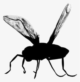 Mosquito Png Transparent Images - Bug Png, Png Download, Free Download