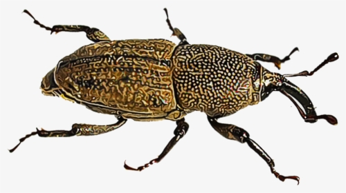 Illustration Of A Billbug - Weevil, HD Png Download, Free Download