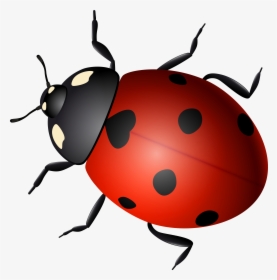 Ladybug Decorative Transparent Image, HD Png Download, Free Download