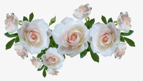Flowers, Roses, Spring, Perfume, Cut Out, Isolated - Garden Roses, HD Png Download, Free Download