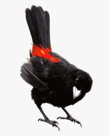 Turkey, HD Png Download, Free Download