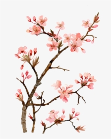 Twig Drawing Cherry Blossom - Cherry Blossom Drawing Painting, HD Png Download, Free Download