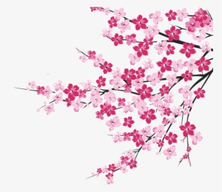 Cherry Blossom Tree Branch - Cherry Blossom Tree Clipart Png, Transparent Png, Free Download