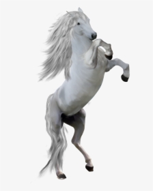 White Horse Png - Png Transparent White Horse Png, Png Download, Free Download