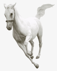 White Horse Transparent Background Horse Png Transparent, Png Download, Free Download