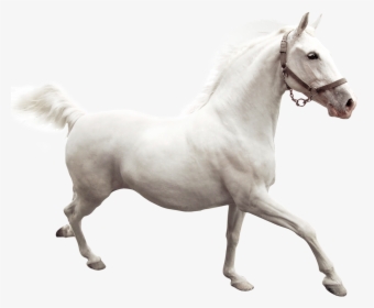 White Horse White Background, HD Png Download, Free Download