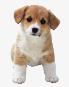 So Cute Puppies Image - Puppy Png, Transparent Png, Free Download