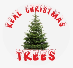 Transparent Real Christmas Tree Png - Christmas Ornament, Png Download, Free Download