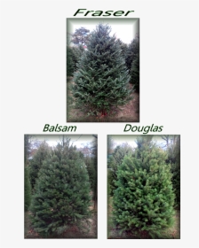 856 228 2247 Blackwood Christmas Trees - Mexican Pinyon, HD Png Download, Free Download
