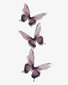 Butterfly Butterflies Vintage Transparent Tumblr Png - Transparent Butterfly, Png Download, Free Download