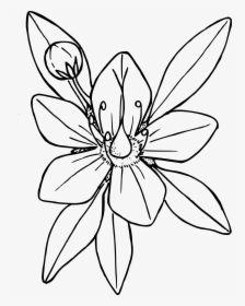 Dwarf Hesperochiron Clip Arts - Flower Coloring Book, HD Png Download, Free Download