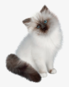 Siamese Cat Clear Background - Siamese White Persian Cat, HD Png Download, Free Download
