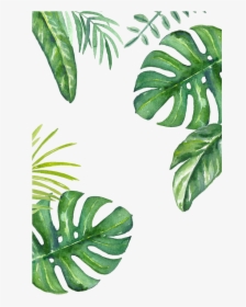 Banana Leaf Wallpaper - Plant Backgrounds, HD Png Download, Free Download