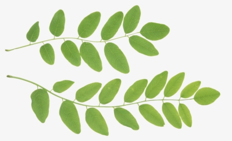 Green Leaves Png Clipart E1500557112793 300x182green - Tree, Transparent Png, Free Download