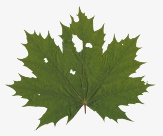 Transparent Grape Leaf Png - Maple Leaf Silhouette Free, Png Download, Free Download