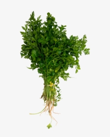 Cilantro - Trachelium Green, HD Png Download, Free Download