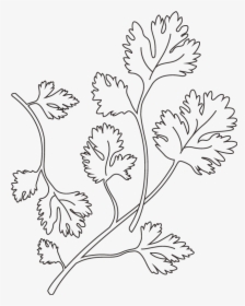 Transparent Cilantro Clipart Black And White - Black And White Cilantro, HD Png Download, Free Download