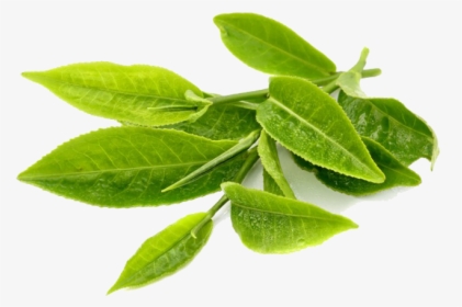 Download Green Tea Transparent Png - Green Tea Leaf Png, Png Download, Free Download