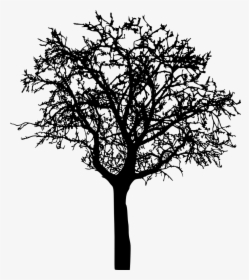 Winter Tree Silhouette Png, Transparent Png, Free Download