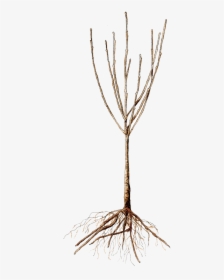 Bare Root Tree - Bare Root Trees, HD Png Download, Free Download