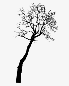 Silhouette Bare Tree Png, Transparent Png, Free Download