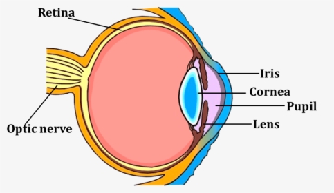 Transparent Question And Answer Clipart - Diagram Of Eye For Class 5, HD Png Download, Free Download