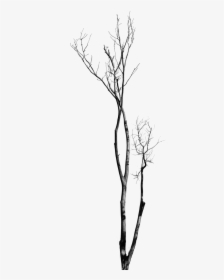 Dead Tree With No Leaves Tree With No Background Bare - Gambar Pohon Tanpa Daun Hitam Putih, HD Png Download, Free Download
