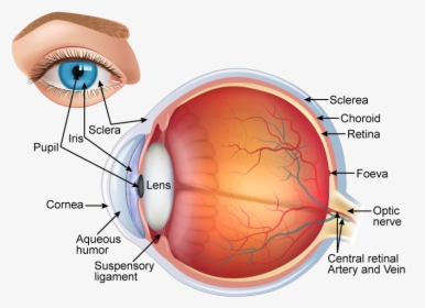 Structure Of Human Eye Class 10, HD Png Download, Free Download