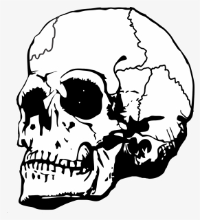 Skull, Bone, Bones, Skeleton, Death, Horror, Dead - Skull Crown Png, Transparent Png, Free Download