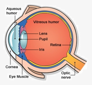 Main Parts Of Eye, HD Png Download, Free Download