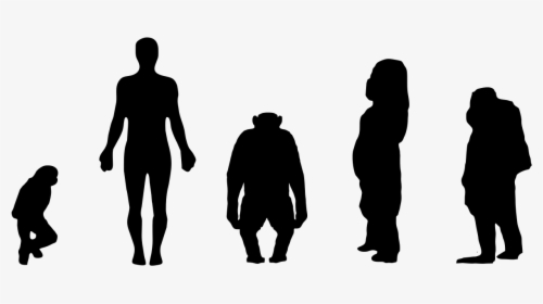 Transparent People Standing Back Png - Chimpanzee Size Compared To Human, Png Download, Free Download