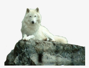 White Wolf Real Life, HD Png Download, Free Download