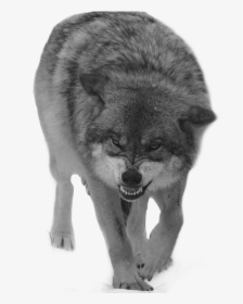 #wolf #angry #snow #storm #fear #fearless #army #grey - Wolf Coming At You, HD Png Download, Free Download