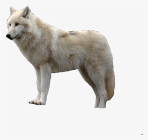Png White Wolf, Transparent Png, Free Download