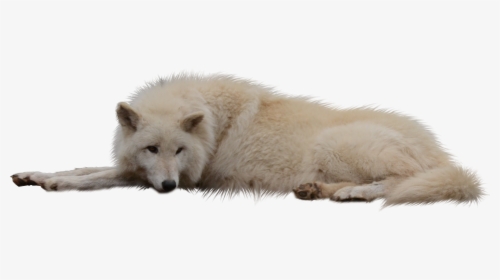 Laying Sleeping Wolf White Cut Out Png - White Wolf Png Transparent, Png Download, Free Download
