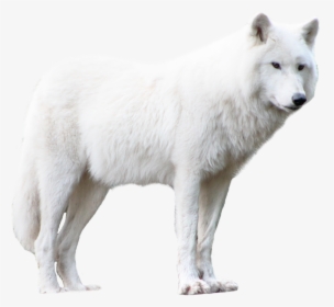 Transparent White Wolf Clipart - White Wolf Png, Png Download, Free Download
