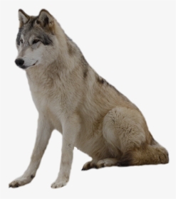 Grey Wolf Png Photos - Wolf Transparent Background, Png Download, Free Download