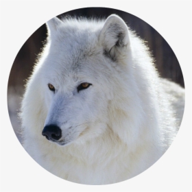 Snow White Wolf With Blue Eyes , Png Download - Wolf, Transparent Png, Free Download