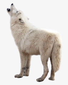 Wolf Png Transparent Images - Wolf Png Transparent, Png Download, Free Download