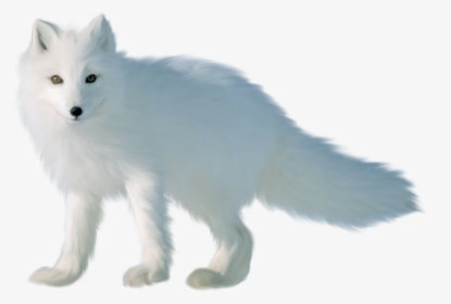 Transparent Foxes Clipart - Arctic Fox Transparent Background, HD Png Download, Free Download