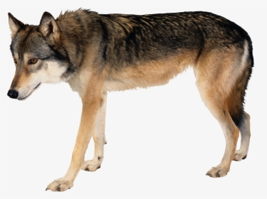 Wolf Side View Png, Transparent Png, Free Download