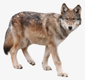 Wolf Transparent Png Image - Wolf Transparent, Png Download, Free Download