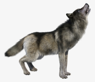 Howling Wolf Png Hd Image Transparent - Transparent Wolf Howling Png, Png Download, Free Download