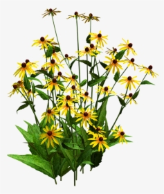 Flora, Flower Bush, Yellow Flower, Black Eyed Susans - Black Eyed Susan Png, Transparent Png, Free Download