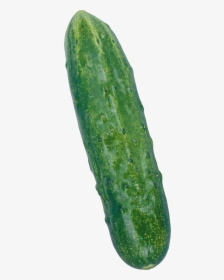Cucumber Png - Огурец Пнг, Transparent Png, Free Download