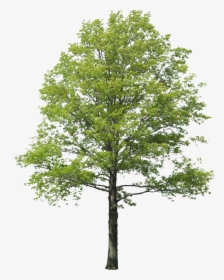 Populus Nigra Tree Rendering Arbol Landscape Clipart - Arboles Png Para Renders, Transparent Png, Free Download
