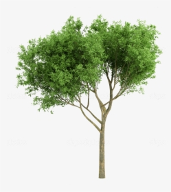 Transparent Tree Cutout Png - Trees For Photoshop Rendering, Png Download, Free Download
