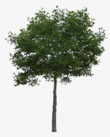 Transparent Arbustos Png - Trees Png For Photoshop, Png Download, Free Download