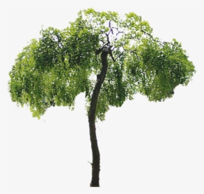 Trees Psd, HD Png Download, Free Download