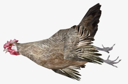 Dead Chicken - Dead Chicken Png, Transparent Png, Free Download